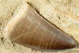 Fossil Mosasaur (Prognathodon) Tooth in Rock - Morocco #311864-1